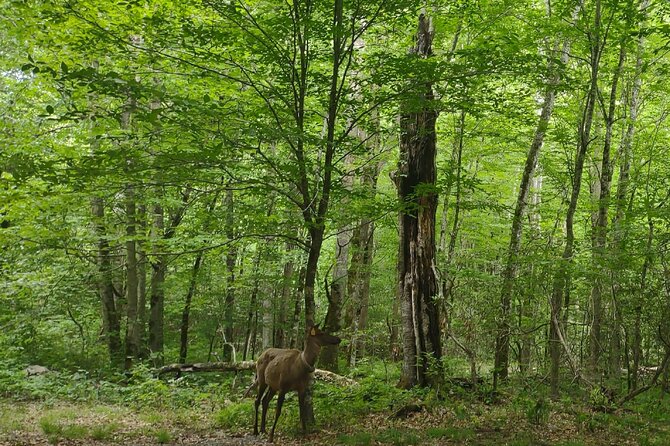 2.5-3 HR Guided Scenic UTV Adventure - Wildlife, plants, and details you could miss