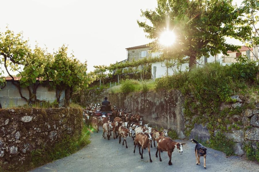 2h Quad Tour • Arcos de Valdevez • Peneda Gerês - Is the pace right for you?