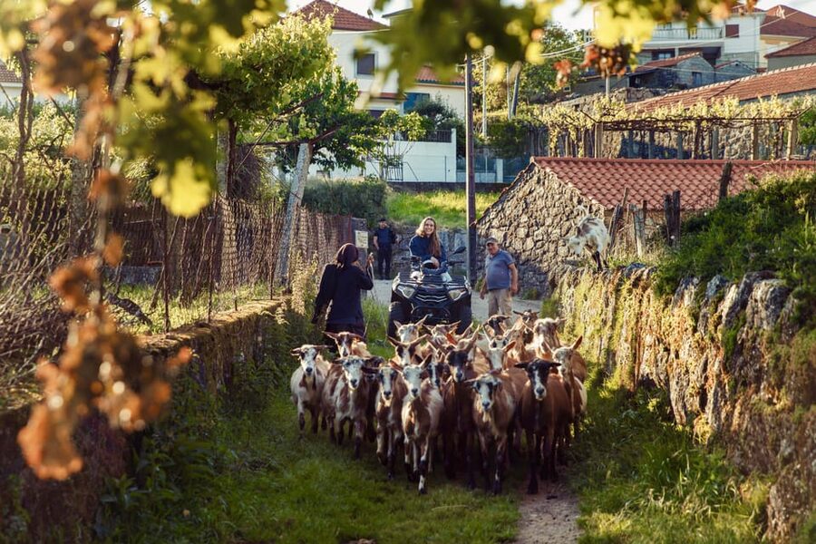 2h Quad Tour • Arcos de Valdevez • Peneda Gerês - Who should book this quad tour?