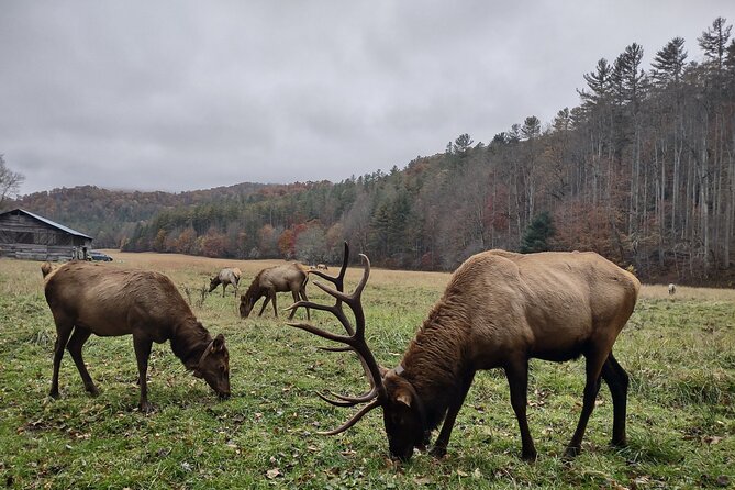 3-3.5 HR UTV ECO Elk Wilderness Adventure - Guides, photos, and the personal touch