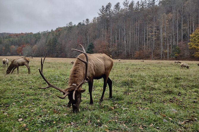 3-3.5 HR UTV ECO Elk Wilderness Adventure - Is $250 per person a fair price?