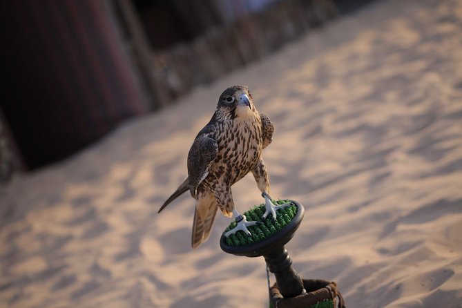 Abu Dhabi Desert Safari (Dune Bashing, BBQ Dinner, Camel Ride & Sand Skii) - From Abu Dhabi streets to open dunes