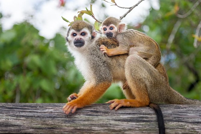 Adventure Bundle: Monkeyland, Ziplines & Buggies Punta Cana - Meeting the squirrel monkeys at Monkeyland