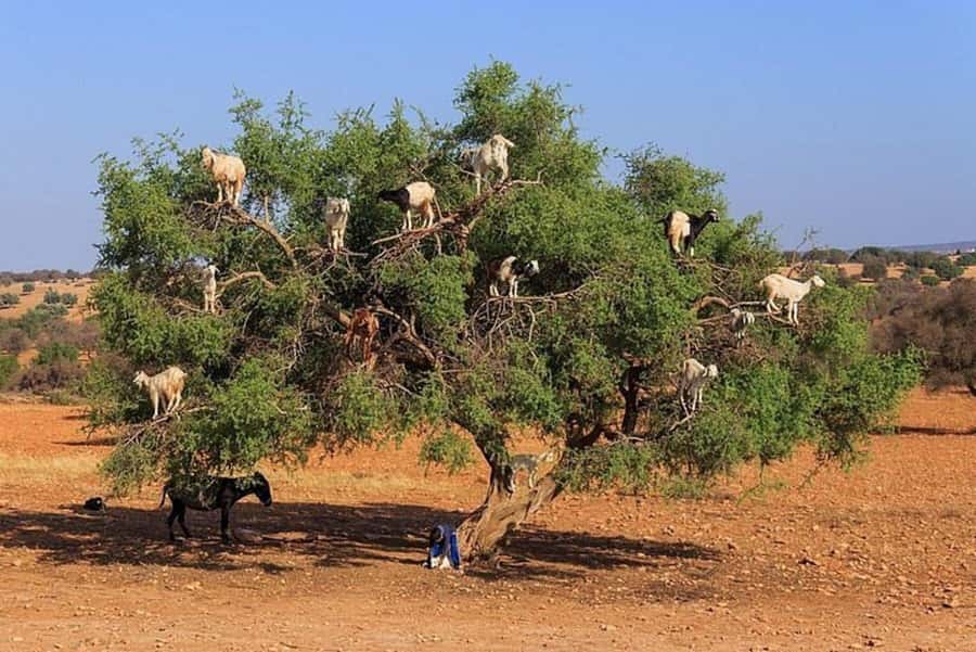 Agadir: Agafay Desert Quad Biking With Goats On The Tree - Views toward the Atlas Mountains and coast