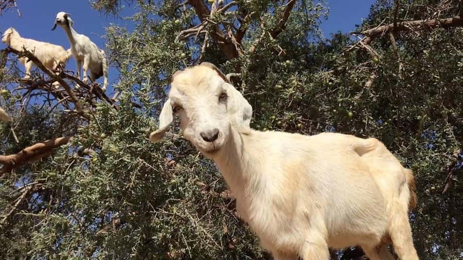 Agadir: ATV Quad Biking and Goats On Argan Trees with Tea - Key points to know before you book