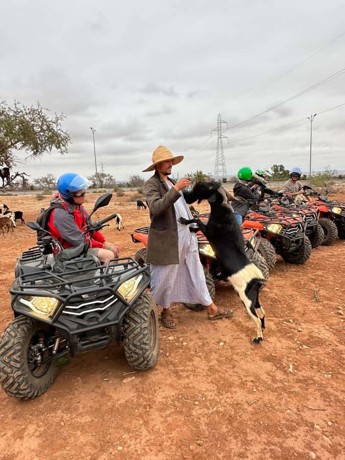 Agadir: ATV Quad Biking and Goats On Argan Trees with Tea - Meeting the goats in the argan trees