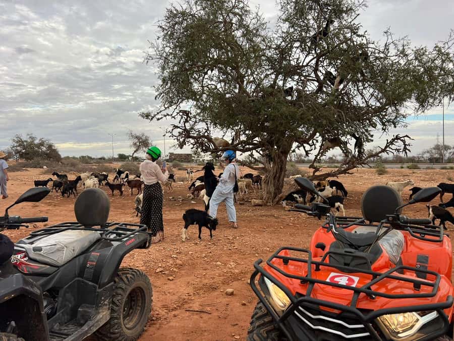 Agadir: ATV Quad Biking and Goats On Argan Trees with Tea - Pickup from Agadir, Taghazout, and nearby resorts