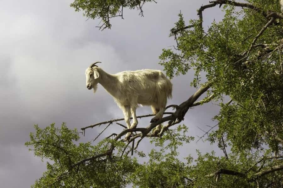 Agadir: ATV Quad Biking and Goats On Argan Trees with Tea - What the $19 price really includes