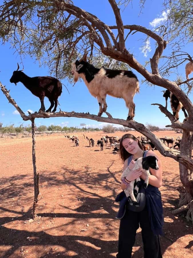 Agadir: Quad Safari with Crocoparc Optional - The goats in the argan trees