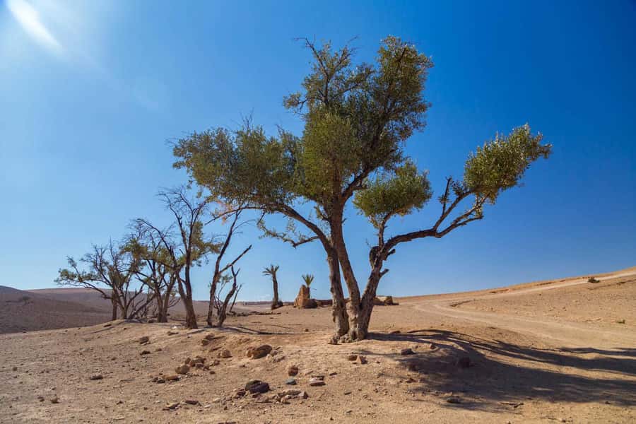 Agafay and atlas: Quad and camel experience - Who will enjoy this outing most