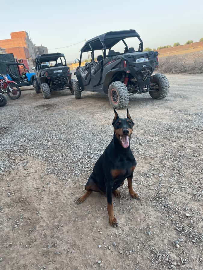 Agafay Desert 4-Seater Buggy Experience | Family & Premium - Family comfort and practical limits