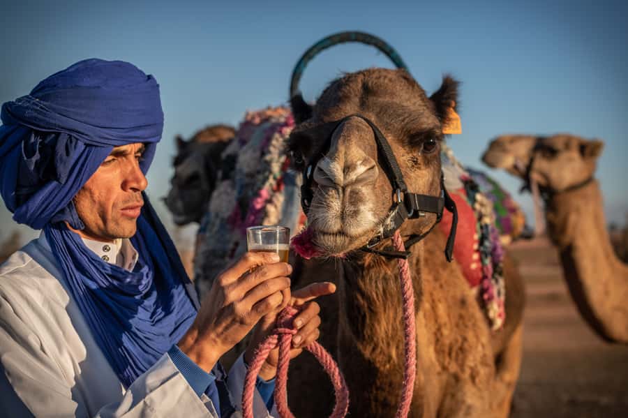 Agafay Desert: Quad Bike and Camel Ride Adventure Tour - How the day fits together