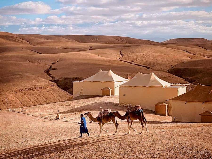 Agafay: Half-Day Rocky Desert Quad & Camel Ride with Lunch - Quad biking on rocky desert tracks