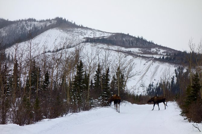 Alaskan Back Country Side by Side ATV Adventure with Meal - Who will enjoy this most