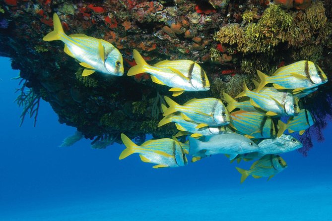 ATV Extreme and Snorkel Combo Tour from Cancun - A full day of jungle, canopy, and water