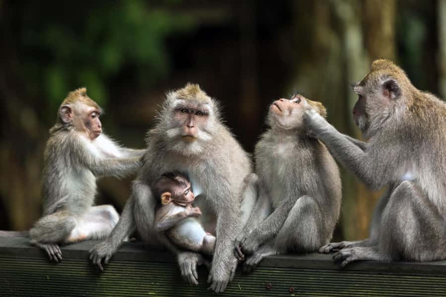 Bali: ATV, Water Rafting, and Monkey Forest Tour - How to make the most of the timing