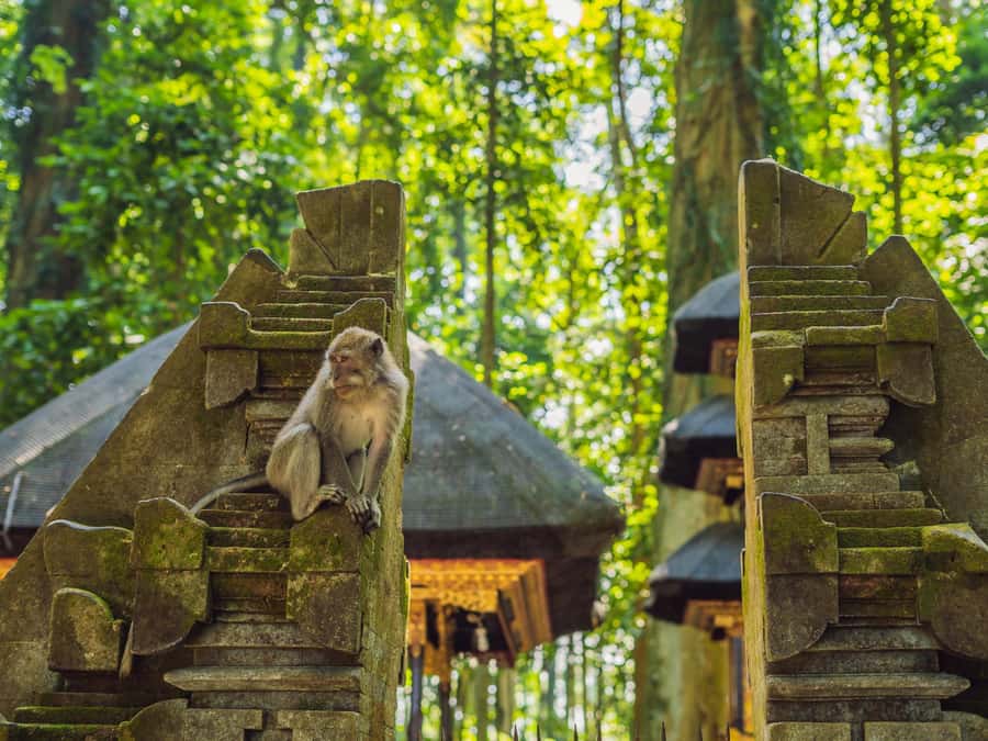 Bali: Ubud Adventure, ATV, Monkey Forest& Waterfall Tour - Sacred Monkey Forest: culture as well as wildlife
