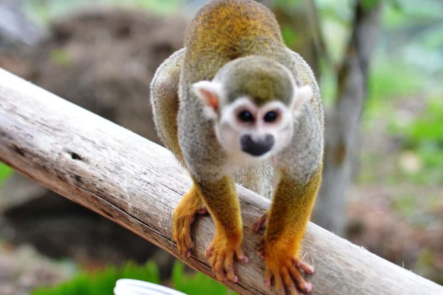 Bayahibe/La Romana: 4x4 Buggy and Monkeyland Tour - Taking control of the Honda Pioneer 700