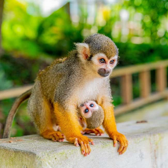 Bayahibe/La Romana: 4x4 Buggy and Monkeyland Tour - Should you book the 4x4 and Monkeyland tour?
