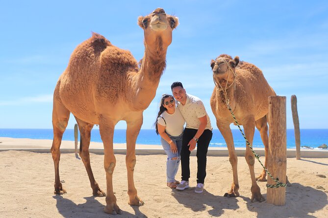 Beach, ATV, and Camel Ride Combo Tour - From Cabo to the Migriño dunes