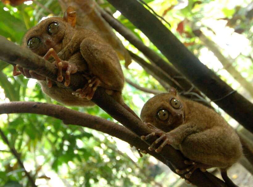 Bohol: Choco Tour + Loboc River Lunch Buffet + ATV Adventure - A full Bohol day, from hotel pickup to the hills