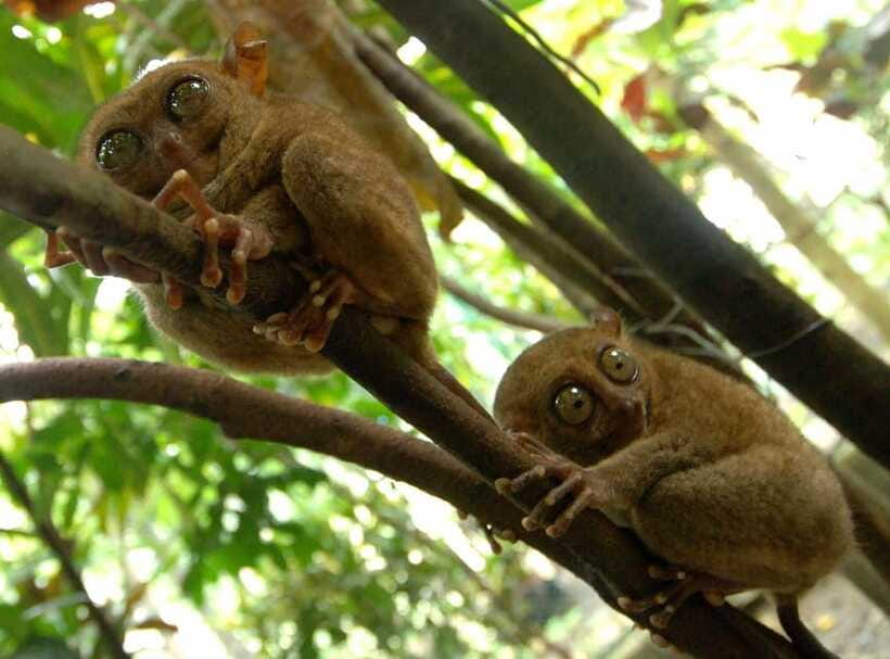 Bohol: Choco Tour + Loboc River Lunch Buffet + ATV Adventure - How to prepare for a smoother day