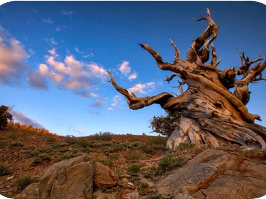 Bryce Canyon: 2-Hour, 4-Seat or 5-Seat ATV Rental - Looking for old trees and local wildlife