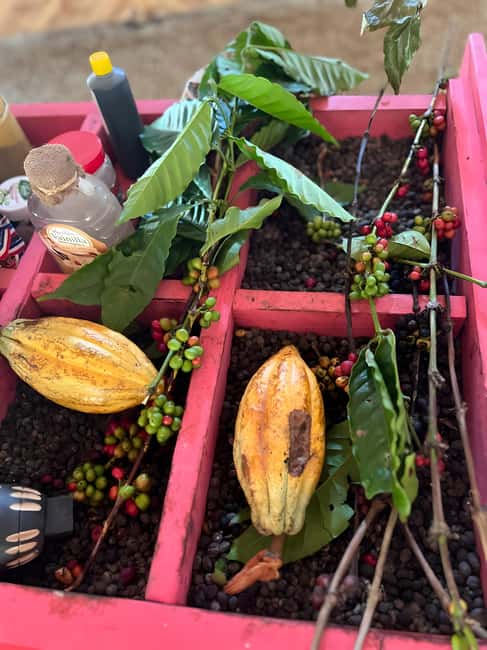 Buggy Tour in Punta Cana: Mamajuana - Coffee - Swimming in Cenote and Macao Beach - What the hotel pickup means for your morning