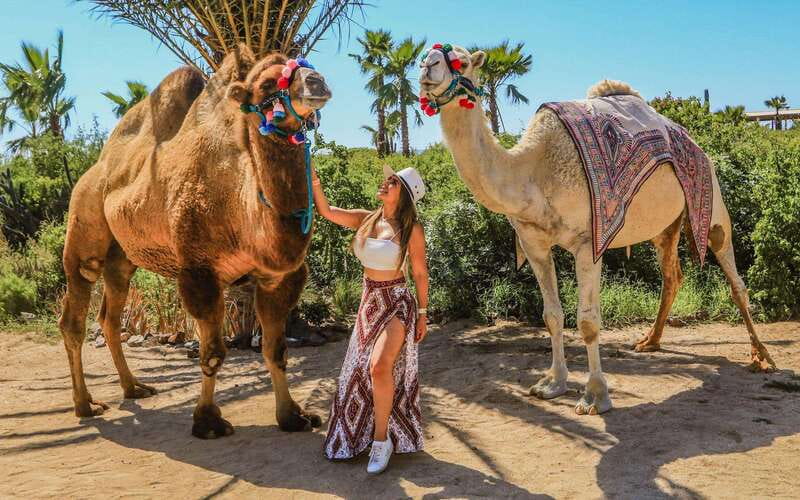 Cabo San Lucas: Camel Ride & Off-Road UTV Combo Adventure - Camel riding beside the Pacific