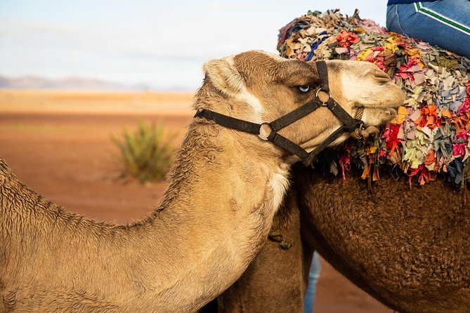 Camel and Quad Biking Tour from Marrakech - Tea with a local family
