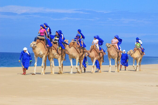 Camel Ride and UTV Combo Adventure, with Tequila Tasting - The real price of a $108 tour