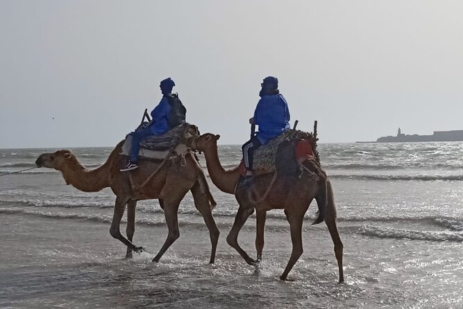 Camel ride or quad bike ride.. pick up, drop off. including - A Gentle Camel Ride Beside Essaouira’s Atlantic
