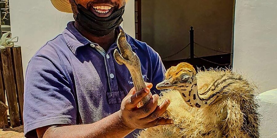 CAPE TOWN: OSTRICH RANCH QUAD BIKE RIDE & OSTRICH TOUR - What to pack and how to prepare