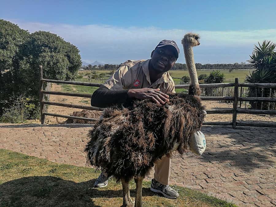 CAPE TOWN: OSTRICH RANCH QUAD BIKE RIDE & OSTRICH TOUR - Why the scenery matters more than the speed