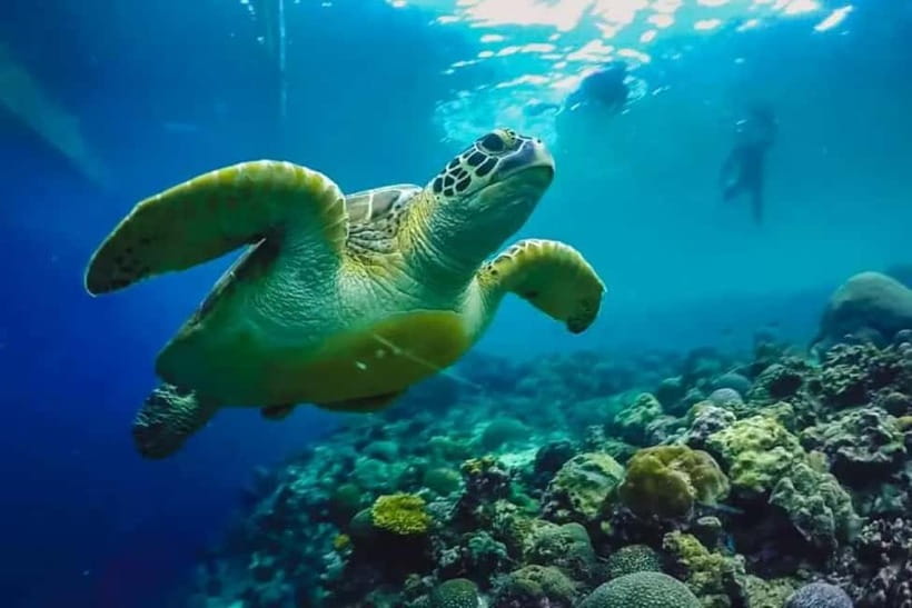 Cebu: Moalboal Snorkeling, Mantayupan Falls & ATV Adventure - Why this Cebu day trip packs in so much