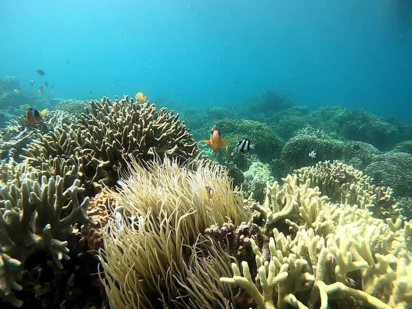 Cebu: Moalboal Snorkeling, Mantayupan Falls & ATV Adventure - The Barili ATV ride, mud, hills, and machine size