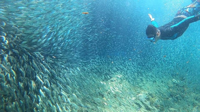Cebu: Sardine Run Snorkeling, Mantayupan Falls & ATV Thrills - Should you book this tour?
