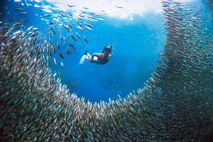Cebu: Sardine Run Snorkeling, Mantayupan Falls & ATV Thrills - Why the sardine run is worth the early effort
