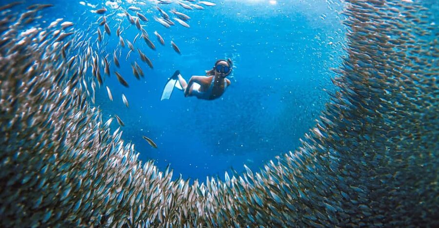 Cebu: Sardine Run Snorkeling, Mantayupan Falls & ATV Thrills - Private transport is the tour’s strongest practical feature