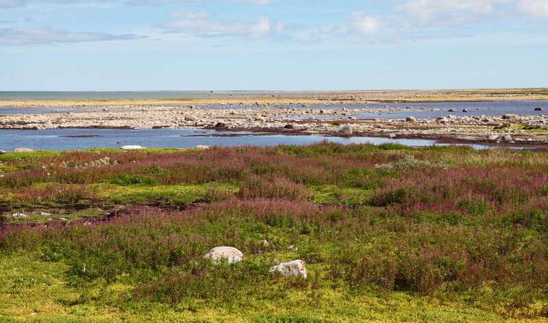 Churchill: Exclusive Tundra Buggy Day Trip - Rolling into the Churchill Wildlife Management Area