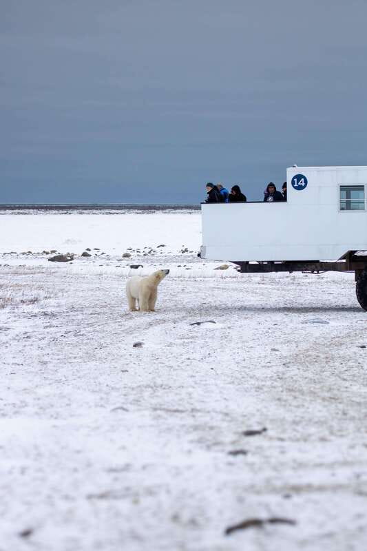 Churchill: Exclusive Tundra Buggy Day Trip - Summer or autumn: choosing the right season