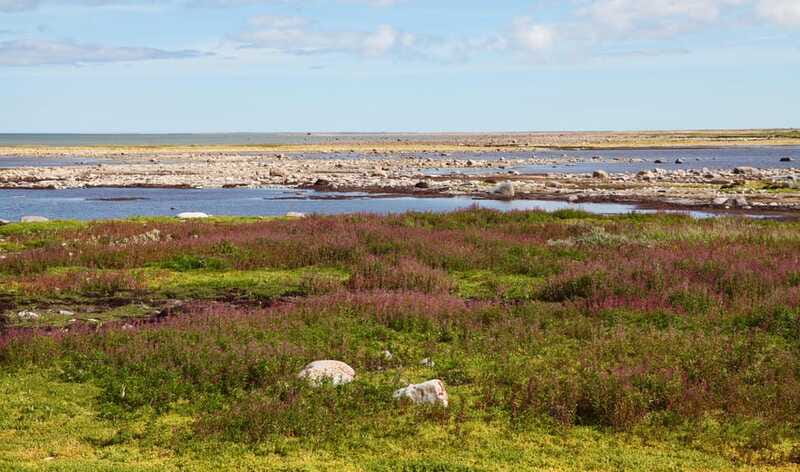 Churchill: Exclusive Tundra Buggy Day Trip - How the guides shape the day