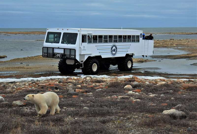 Churchill: Exclusive Tundra Buggy Day Trip - Meeting at Fifty Eight North