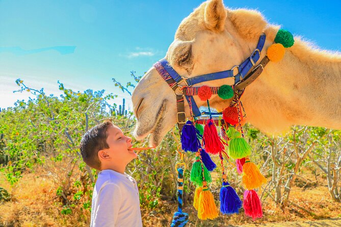 Combo Single Offroad 4x4 UTV, Camel Ride, Lunch & Tequila Tasting - Lunch with tortillas, salsa, and cold drinks