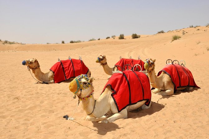 Desert Safari: Luxury Fortress Dinner, Camel Ride & Dune Bashing - Key points to know before booking