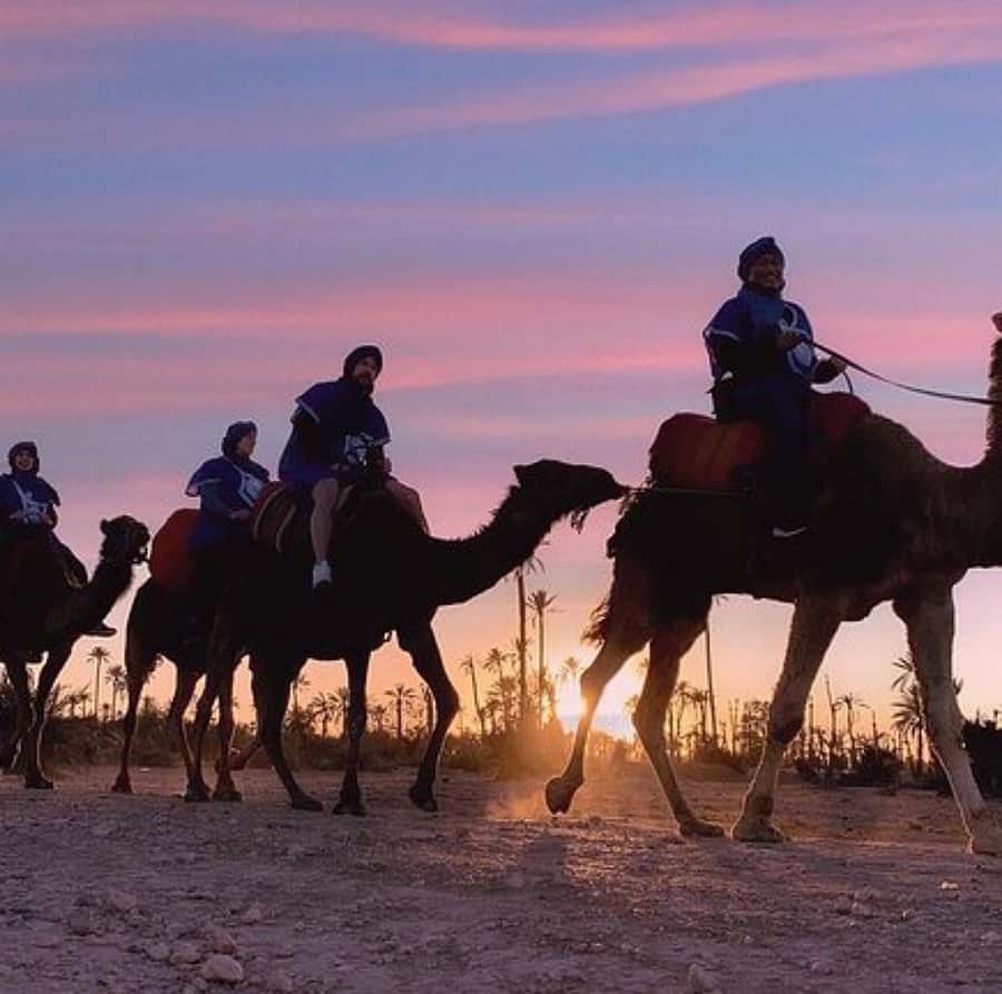 Dinner show in agafay Desert 1h quad bike & 20 min camels - A short camel ride at sunset