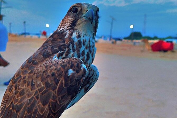 Doha Desert Safari Dune Bashing Camel Ride - Falcon photos and a traditional camp stop
