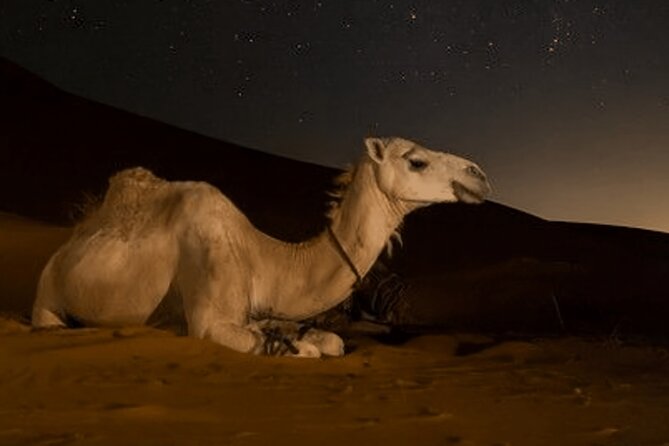 Doha Night Desert Safari Camel Ride Dune Bashing with Transfer - Khor Al Udaid, where sand meets the Gulf