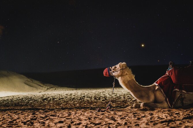 Doha : Night Desert Safari | Transit Safari | Camel ride | Dune Bashing - From Doha streets to open desert