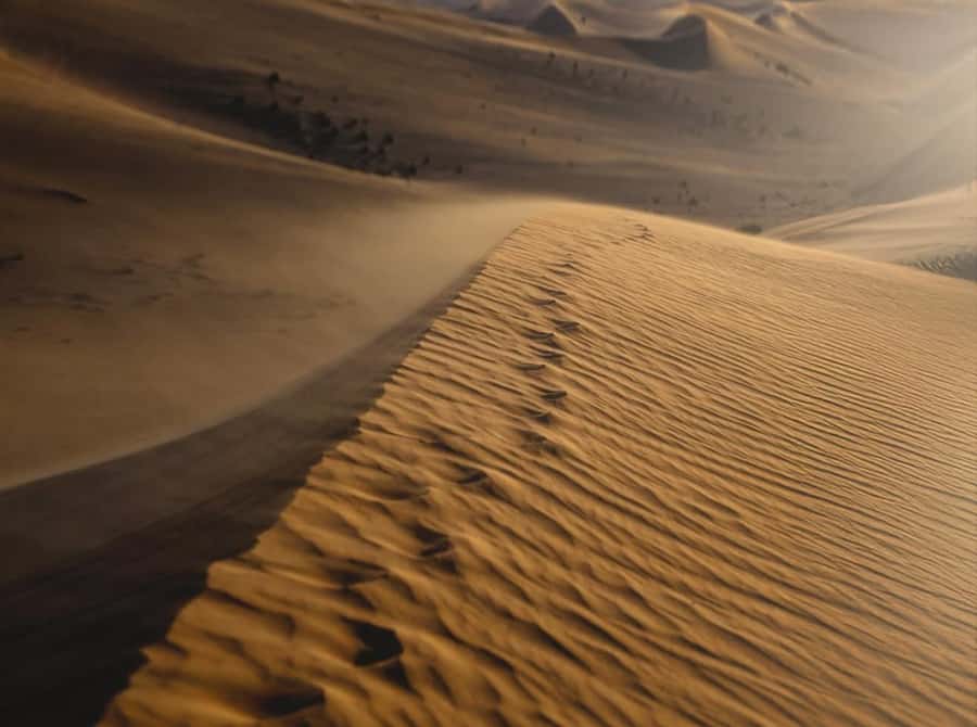 Doha: Nighttime Desert Safari with Dune Bashing & Camel Ride - What the $24 price really covers